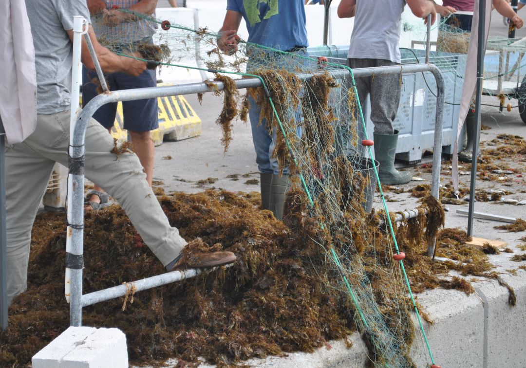 Los pescadores de Tarifa vuelven a pedir que se actúe contra el alga invasora