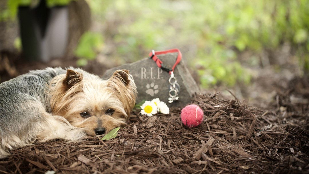 Águilas quiere crear un cementerio de mascotas