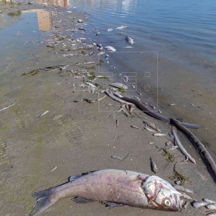 ¿Por qué se muere el Mar Menor?