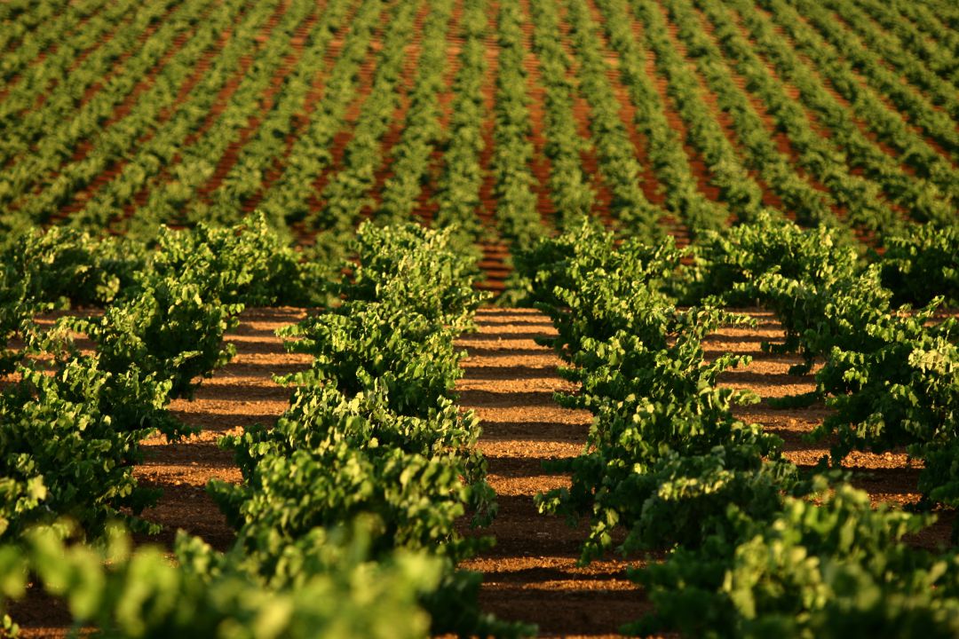 Viñedos en Tierra de Barros Viñedos en Tierra de Barros