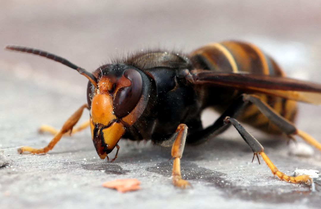 Imagen de una avispa velutina (usada con licencia Creative Commons). Imagen de una avispa velutina (usada con licencia Creative Commons).