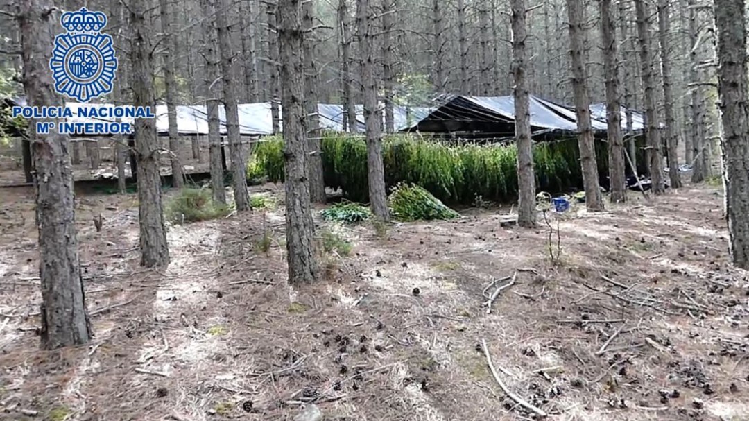Incautadas dos toneladas de marihuana en pleno parque de la Serranía de Cuenca