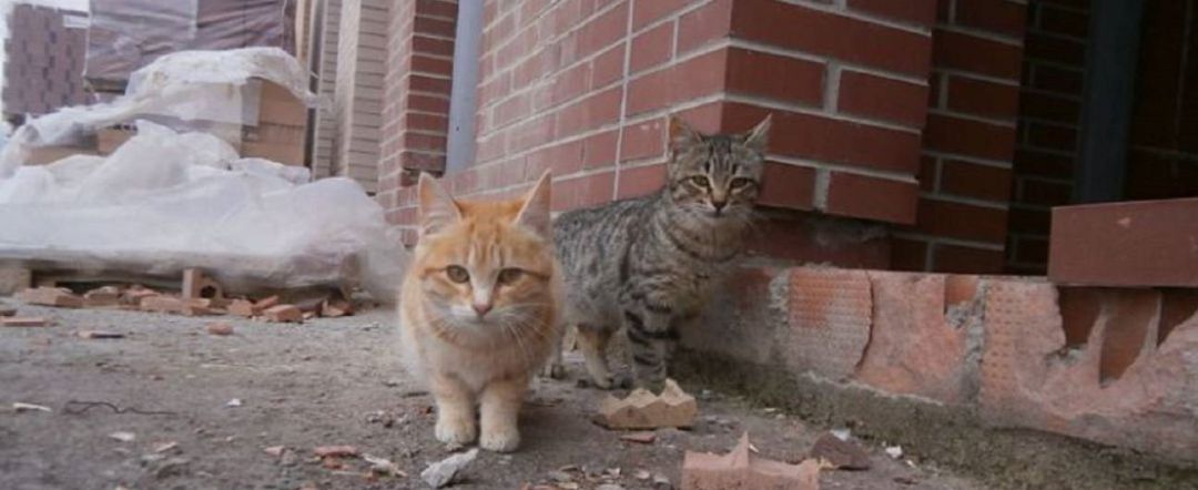 Libera denuncia que el Concello da Coruña ha abandonado el control de los gatos callejeros Libera denuncia que el Concello da Coruña ha abandonado el control de los gatos callejeros