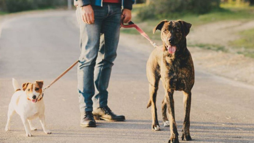 1 de cada 2 perros en Bilbao no tienen microchip