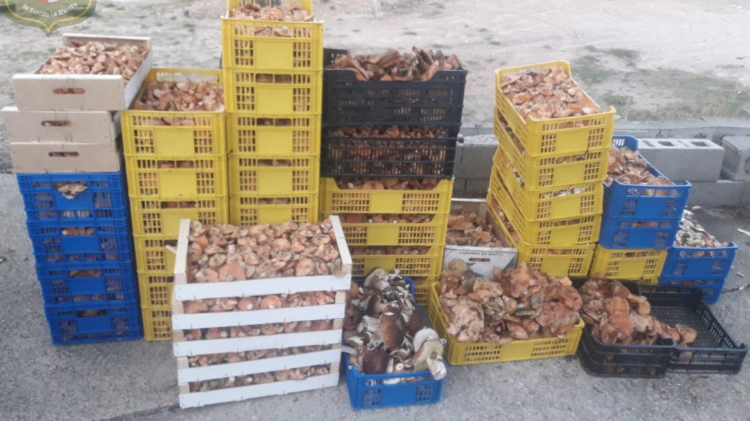 Decomisados 600 kilos de setas recogidas de forma ilegal en Guadalajara