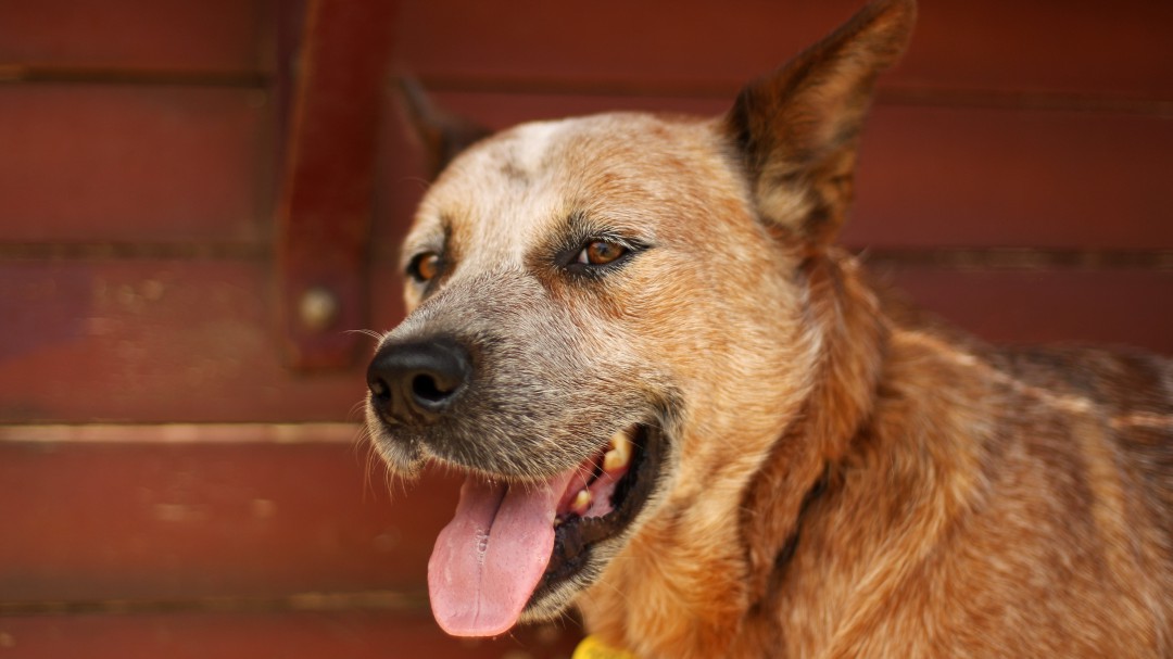 Detenido en Gijón por acuchillar a su perro y pegar a agentes de la Policía
