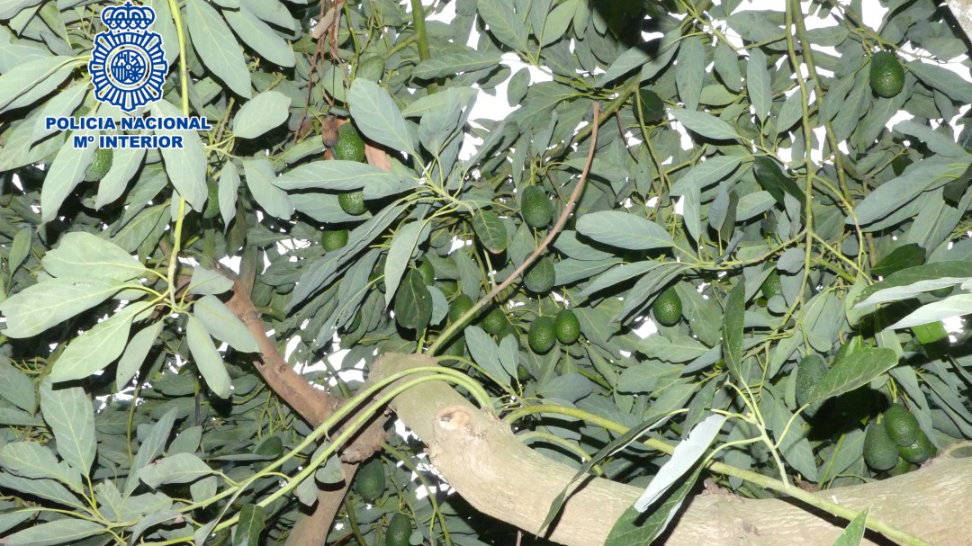 Tres detenidos en Almayate por el robo de más 200 kilos de aguacates