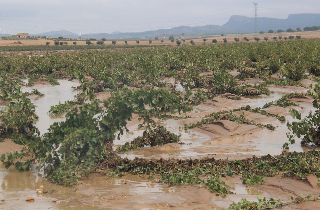 Consecuencias del paso de la DANA en campo Jumilla. Consecuencias del paso de la DANA en campo Jumilla.