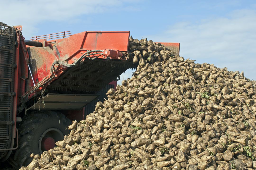 UPA Palencia: "Si no sube el precio de la remolacha no se cubrirán los costes de producción" UPA Palencia: "Si no sube el precio de la remolacha no se cubrirán los costes de producción"
