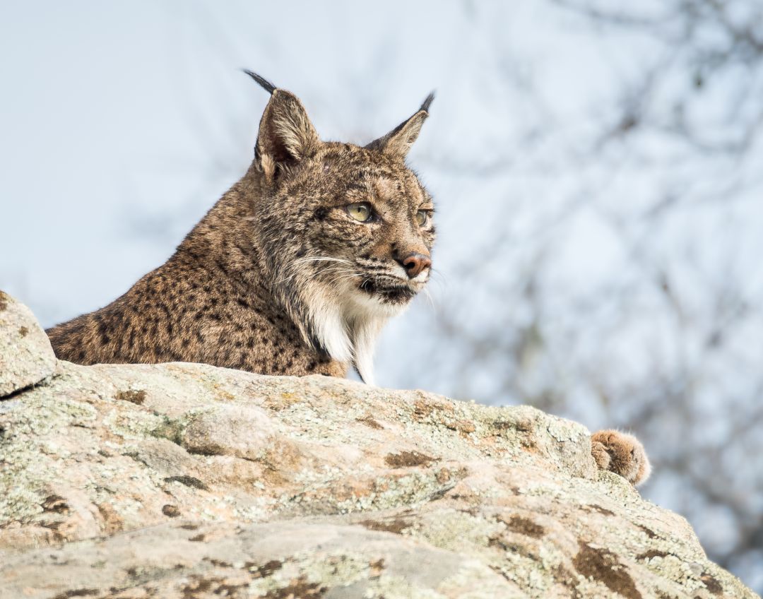 El lince es una de las especies en peligro de extinción en España. El lince es una de las especies en peligro de extinción en España.