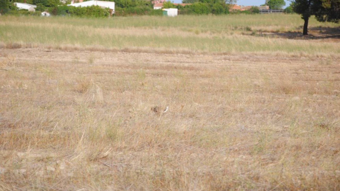 Confirmado el primer caso de mixomatosis en Zamora