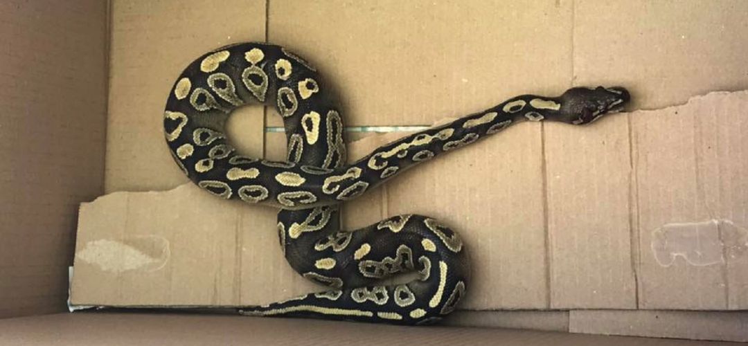 Serpiente Pitón rescatada de un contenedor en Alcobendas Serpiente Pitón rescatada de un contenedor en Alcobendas