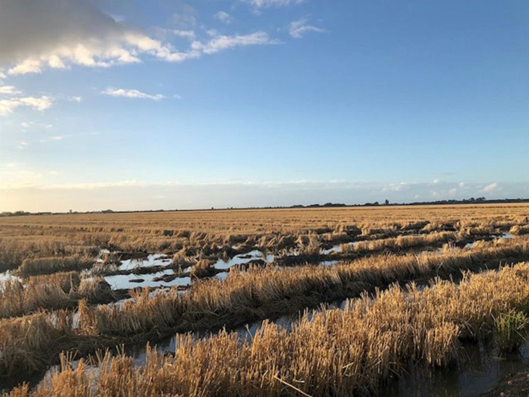 Pérdidas de 35 millones en los cultivos de arroz por la sequía y la salinidad del río Pérdidas de 35 millones en los cultivos de arroz por la sequía y la salinidad del río