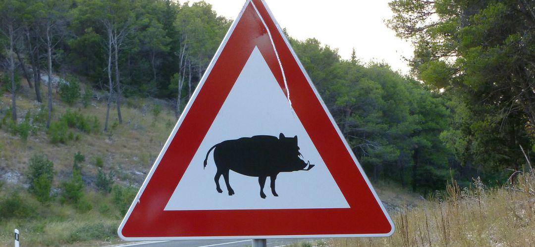 Según los últimos datos de la DGT, correspondientes a 2017, el 44% de los siniestros en carretera causados por animales son producto de esta especie Según los últimos datos de la DGT, correspondientes a 2017, el 44% de los siniestros en carretera causados por animales son producto de esta especie