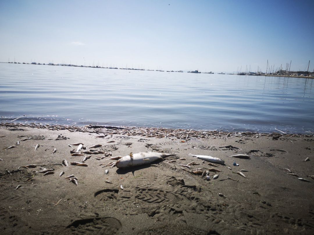 PECES MUERTOS EN LA ORILLA DEL MAR MENOR PECES MUERTOS EN LA ORILLA DEL MAR MENOR