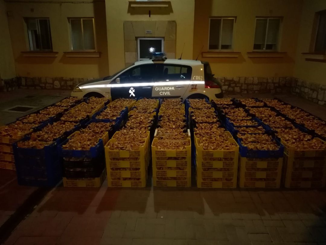 La Guardia Civil decomisando níscalos La Guardia Civil decomisando níscalos