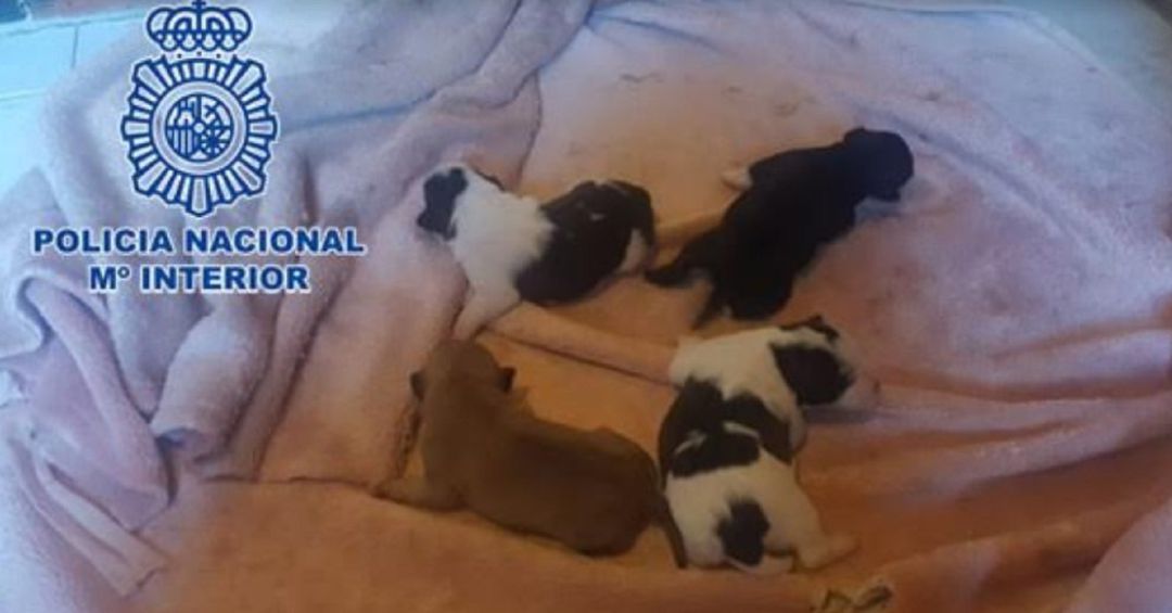 Los cuatro cachorros encontrados en Gijón. Los cuatro cachorros encontrados en Gijón.