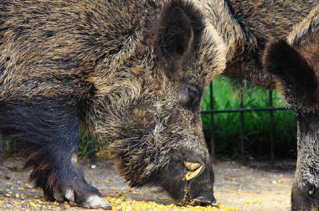 La proliferación del animal ha incrementado su presencia en las carreteras La proliferación del animal ha incrementado su presencia en las carreteras
