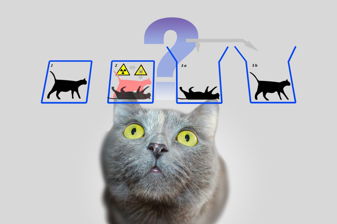 El famoso gato de Schrödinger El famoso gato de Schrödinger