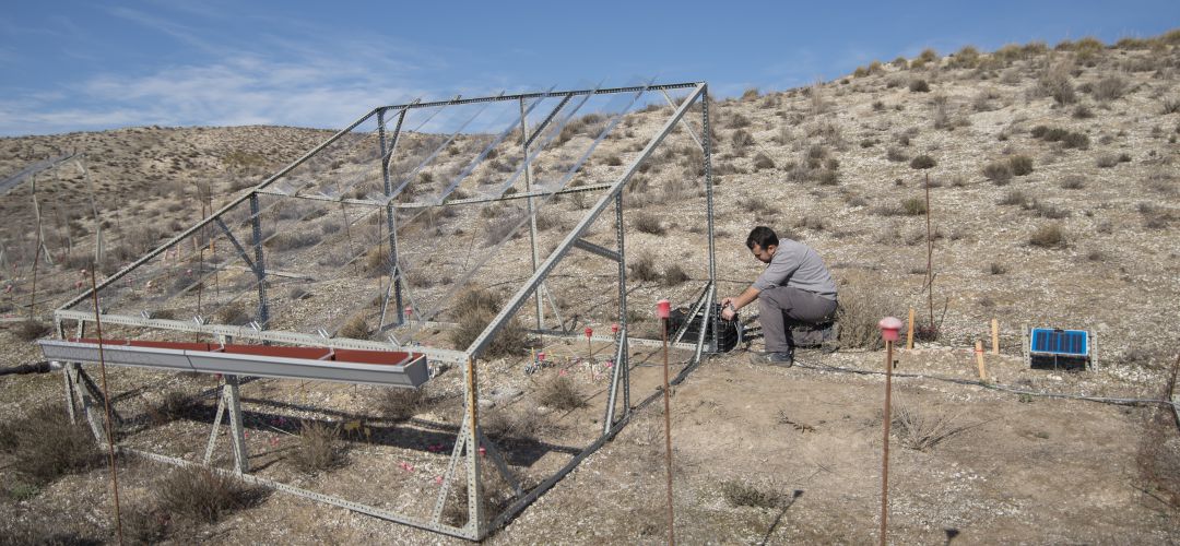 Las investigaciones se realizan en parajes dominados por esparto o retama y con presencia de musgos y líquenes Las investigaciones se realizan en parajes dominados por esparto o retama y con presencia de musgos y líquenes