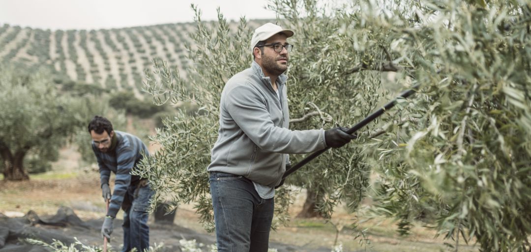 Dos jóvenes trabajan en la aceituna. Dos jóvenes trabajan en la aceituna.