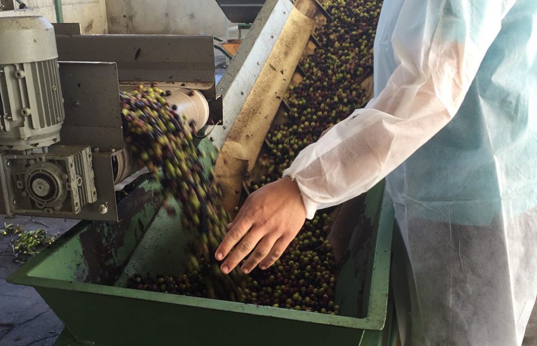 Comienza la campaña de la aceituna con una merma en la producción de hasta el 50% en la Sierra de Cádiz Comienza la campaña de la aceituna con una merma en la producción de hasta el 50% en la Sierra de Cádiz