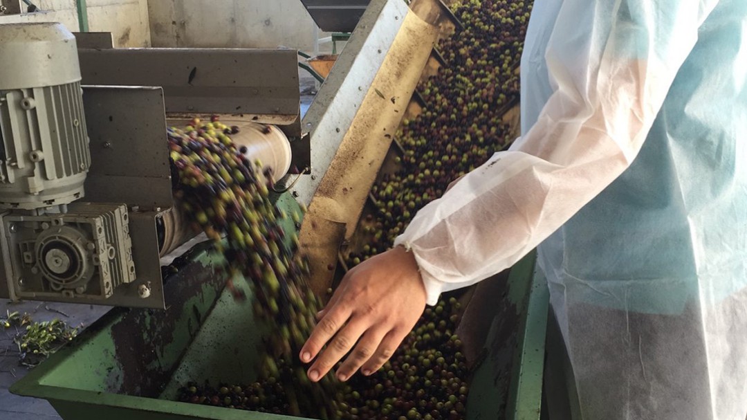 Comienza la campaña de la aceituna con una merma en la producción de hasta el 50% en la Sierra de Cádiz