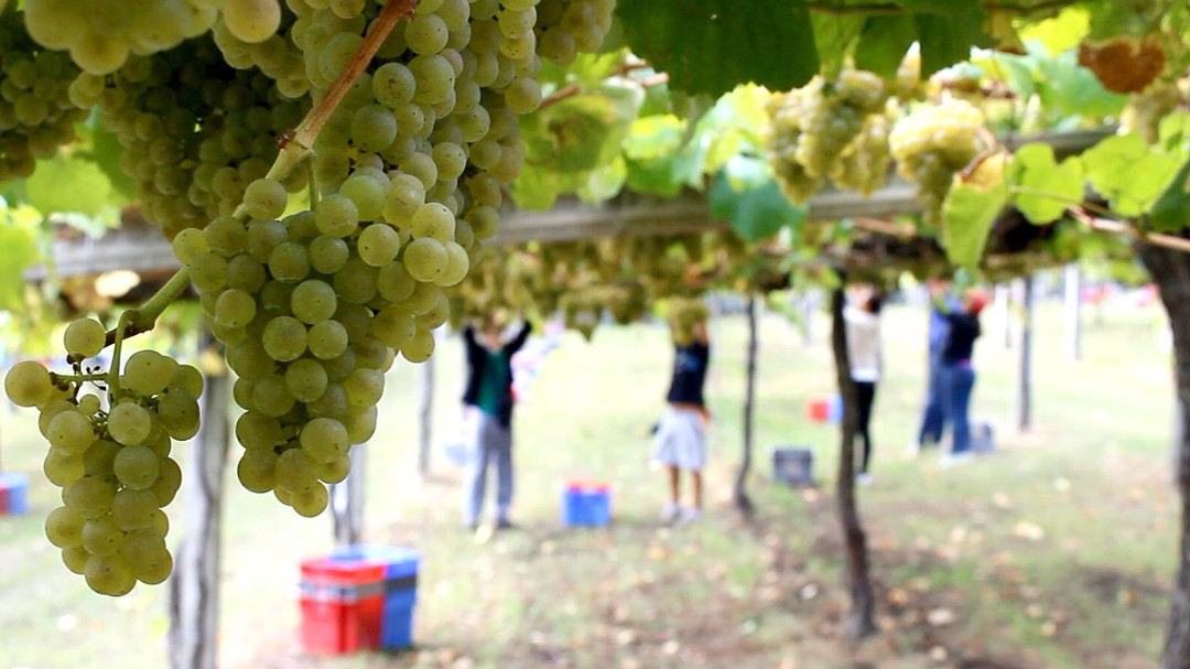El albariño le hace frente a los aranceles de Trump y al Brexit
