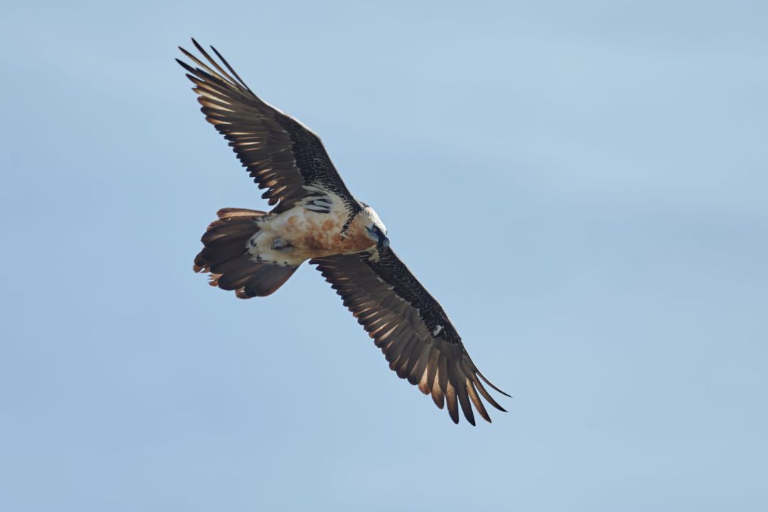 El quebrantahuesos vuela los cielos de Andalucía gracias al proyecto de reintroducción El quebrantahuesos vuela los cielos de Andalucía gracias al proyecto de reintroducción
