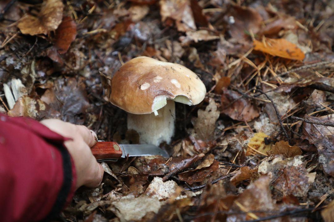 Boletus edulis, una de las joyas culinarias de los bosques. Boletus edulis, una de las joyas culinarias de los bosques.