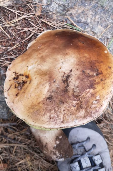 Boletus edulis en un pinar. Boletus edulis en un pinar.