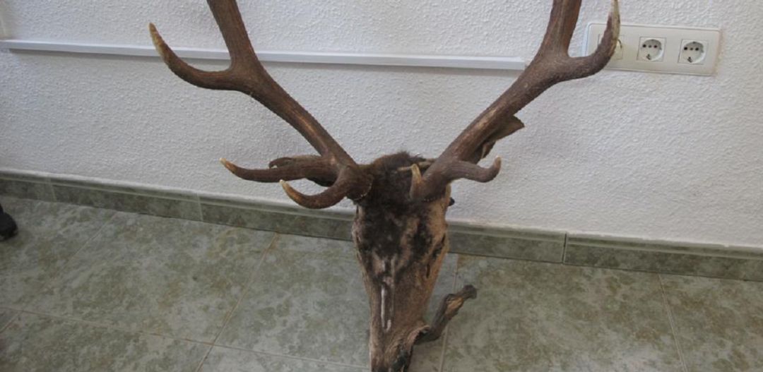 Trofeo de caza recuperado por la Guardia Civil. Trofeo de caza recuperado por la Guardia Civil.