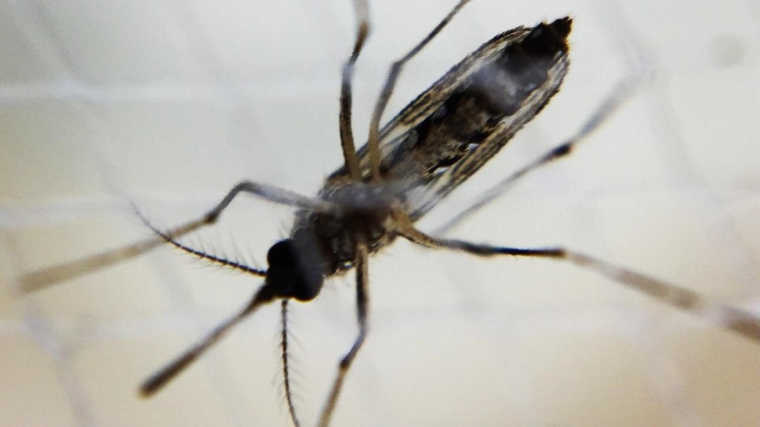 Madrid registra la primera transmisión de dengue por vía sexual de Europa