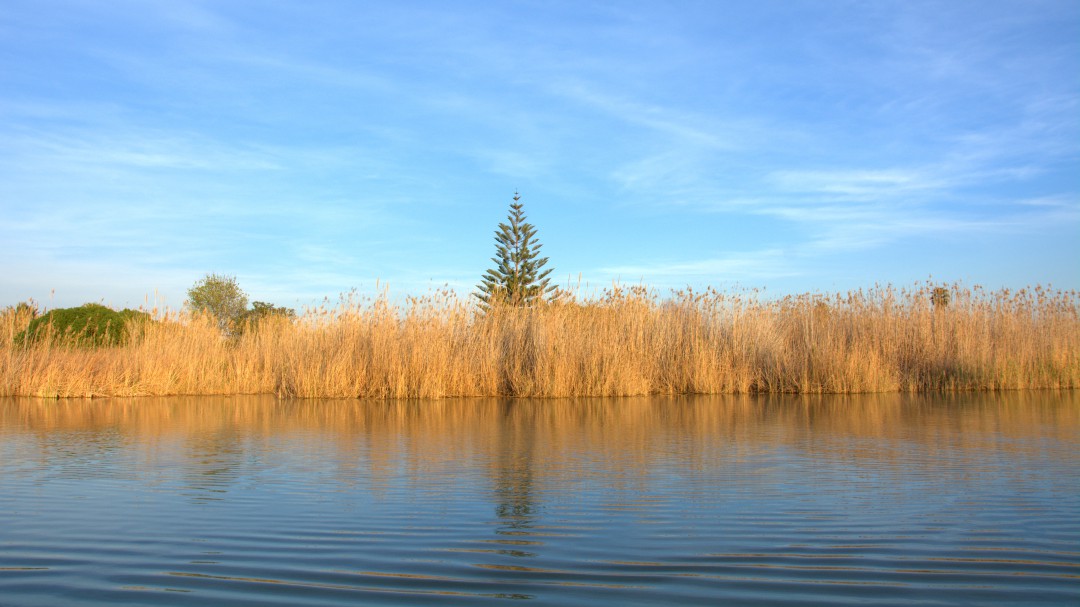 La situación del lago de la Albufera no es tan alarmante, según el Vicealcalde