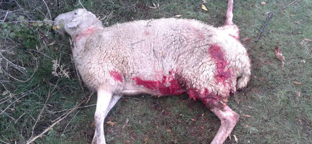 Oveja muerta tras un ataque de lobos Oveja muerta tras un ataque de lobos