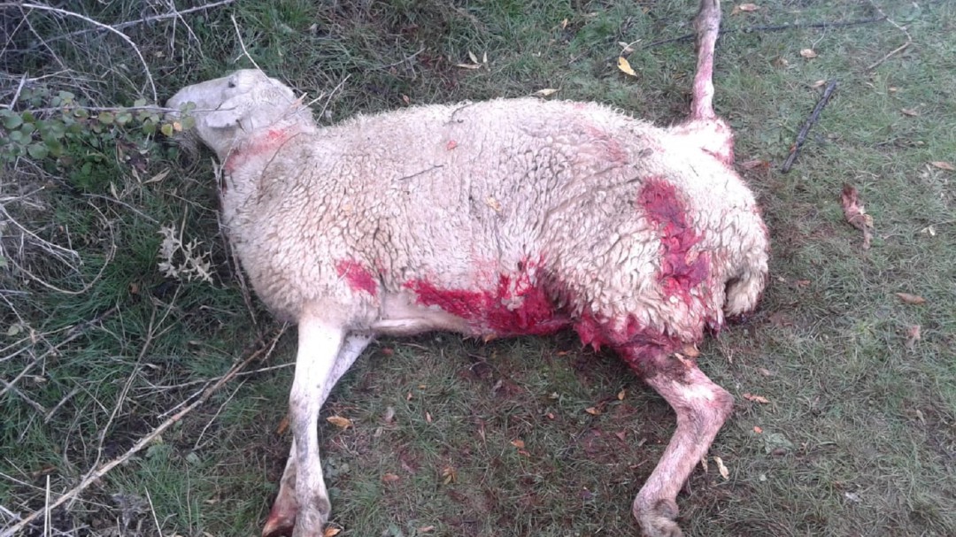 Los ganaderos madrileños denuncian nuevos ataques de lobos en la Sierra del Rincón