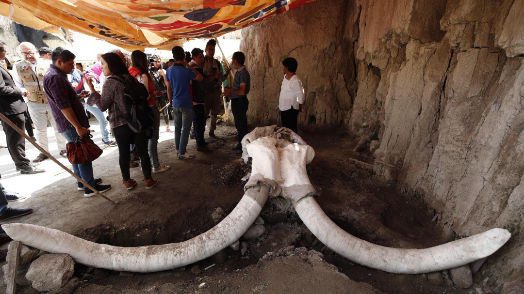 Hallan en México un complejo de trampas para mamuts de 15.000 años