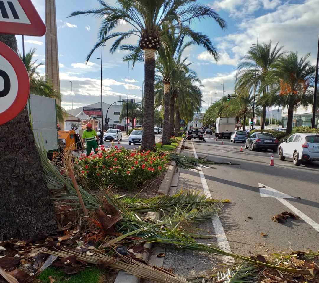Trabajos de poda en el acceso sur de Gandia. Trabajos de poda en el acceso sur de Gandia.