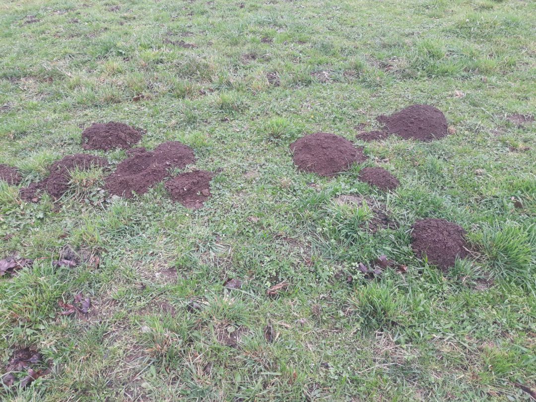 Destrozos causados por la plaga de ratas en la montaña de Lugo Destrozos causados por la plaga de ratas en la montaña de Lugo