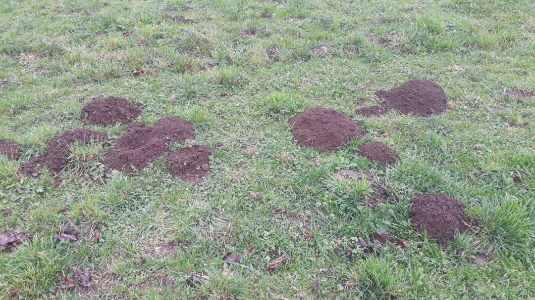 UU.AA. denuncia los daños causados por las ratas en la montaña de Lugo