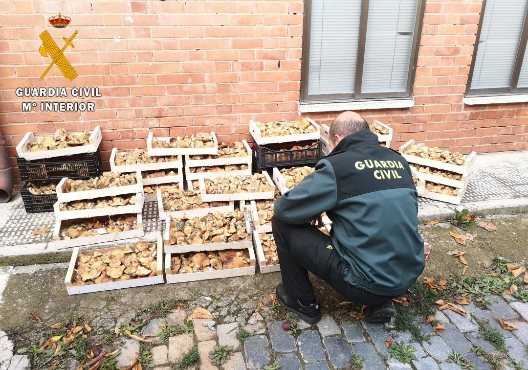 La Guardia Civil denuncia a 10 personas en Palencia por recolectar setas furtivamente