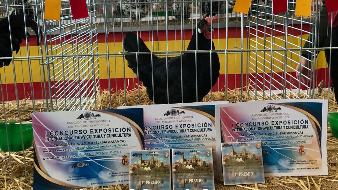 La Asociación Amigos de la Gallina Negra Castellana, con sede en Cuéllar, segundo premio Fuentes Claras