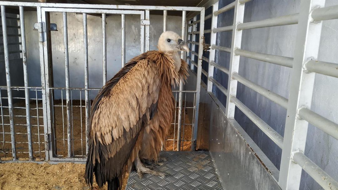 Rescatan un ejemplar de buitre leonado en Puerto Lumbreras Rescatan un ejemplar de buitre leonado en Puerto Lumbreras