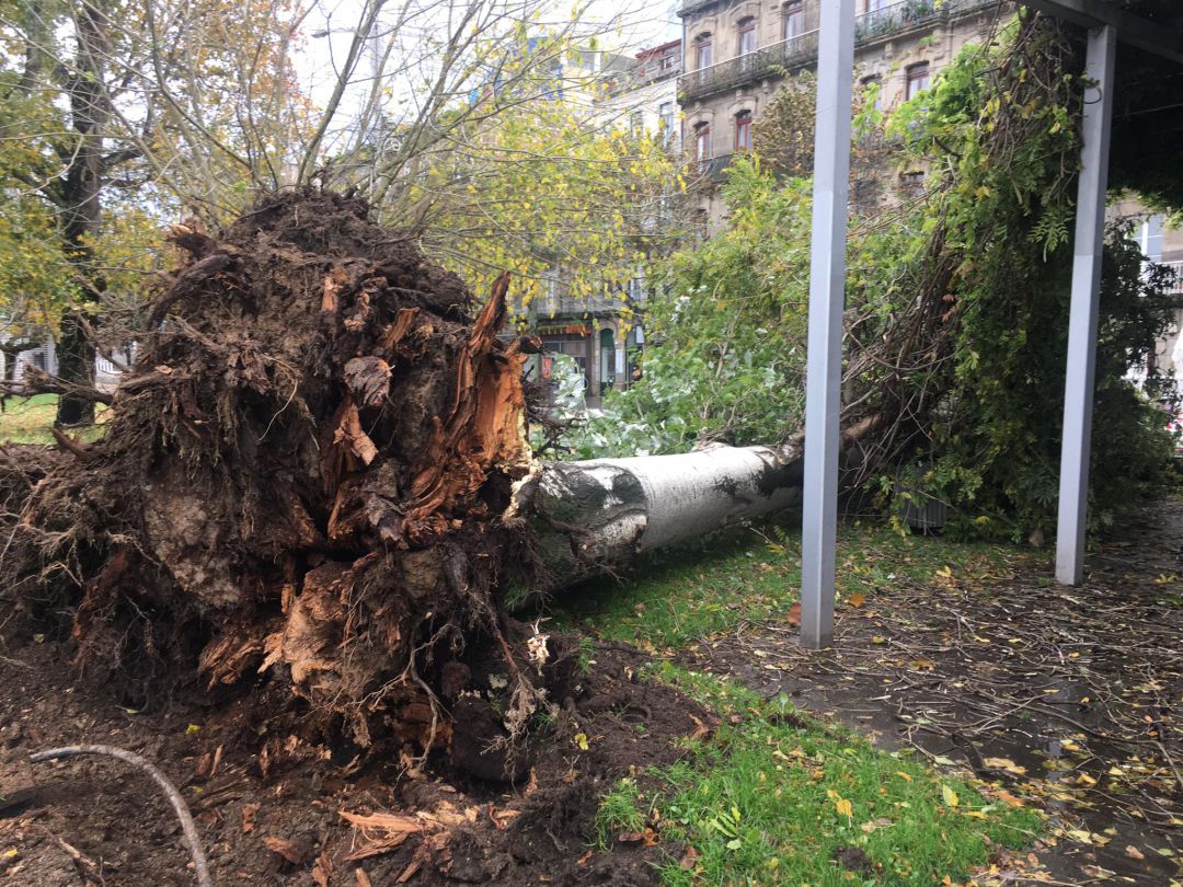 Árbol caído por la acción del viento en los jardines de Montero Ríos, en Vigo, durante el temporal de este jueves. Árbol caído por la acción del viento en los jardines de Montero Ríos, en Vigo, durante el temporal de este jueves.