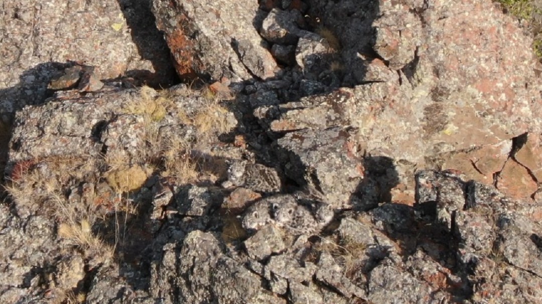 ¿Eres capaz de localizar la camada de leopardos de las nieves? Enfréntate al reto