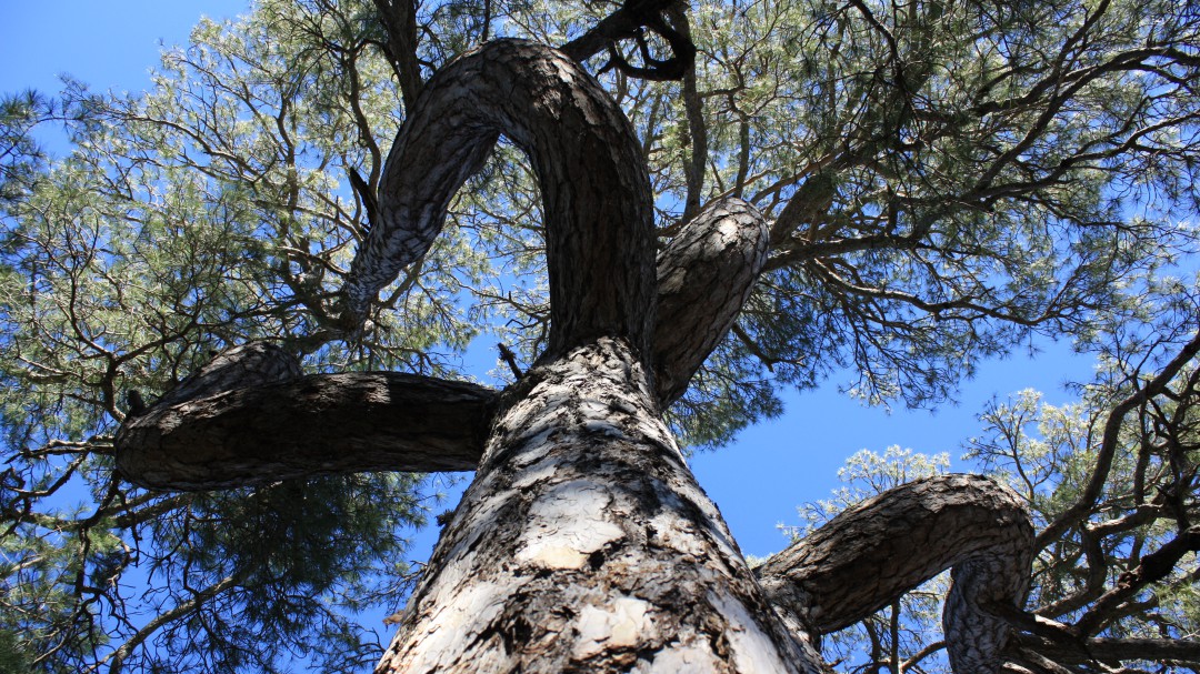 Bajo las ramas de dos árboles singulares: el pino Candelabro y el Abuelo