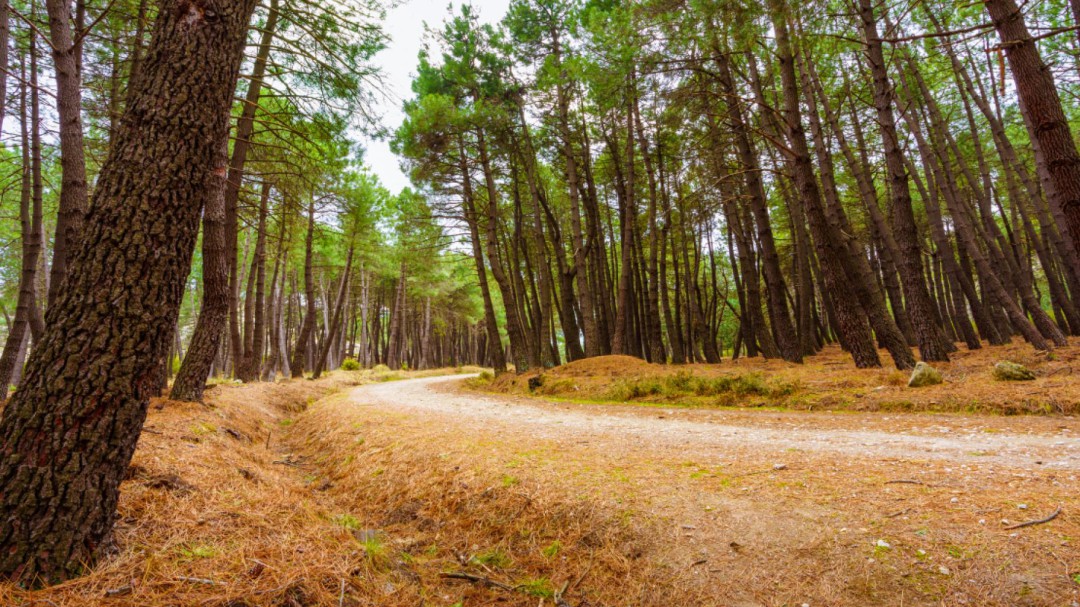 La Comunidad invierte en 13 municipios del Parque Nacional