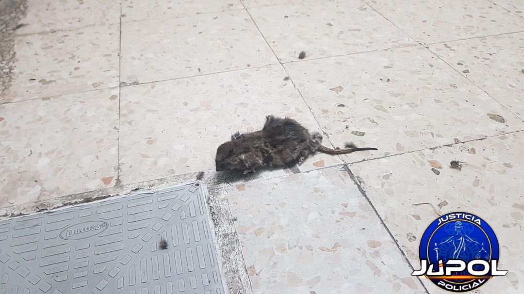 Según el sindicato, es habitual la aparición de ratas y palomas muertas en las instalaciones de la comisaría rondeña Según el sindicato, es habitual la aparición de ratas y palomas muertas en las instalaciones de la comisaría rondeña