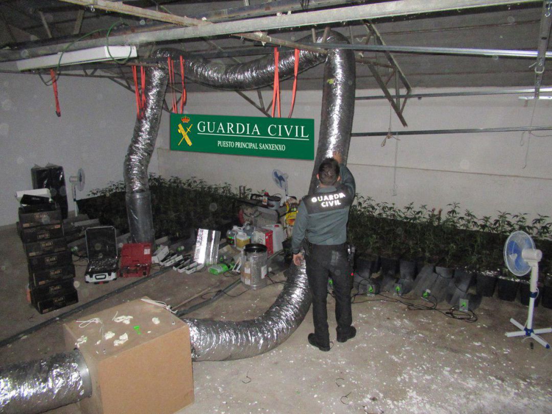 Cae otra sofisticada plantación de marihuana Cae otra sofisticada plantación de marihuana