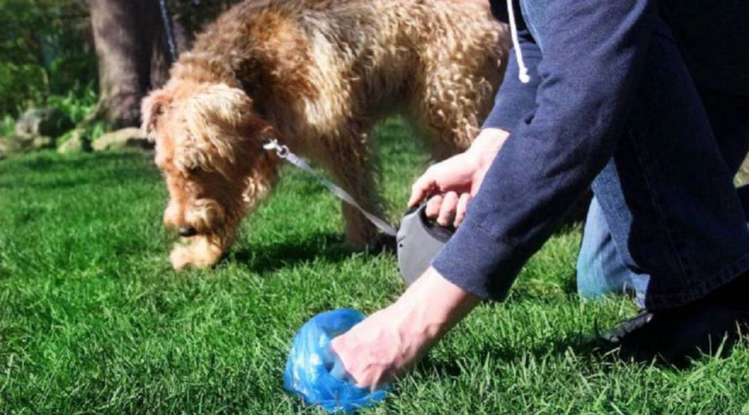 Recogida de excremento canino Recogida de excremento canino